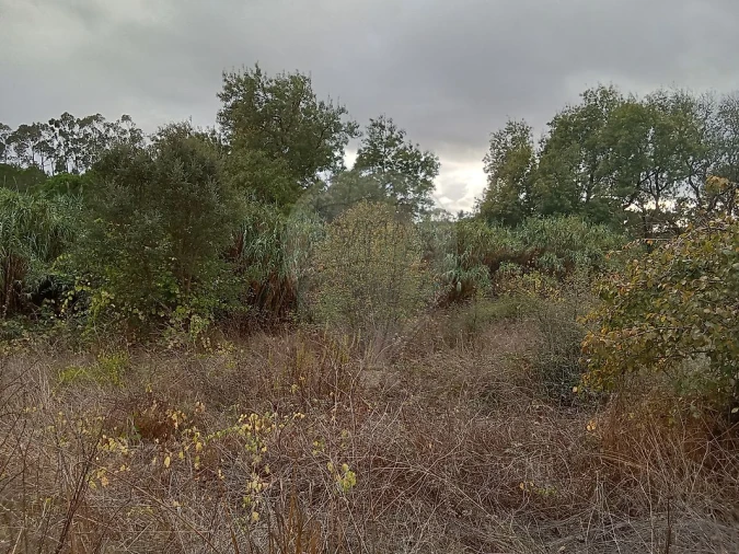 Terreno para Venda em Cartaxo e Vale da Pinta Foto 5