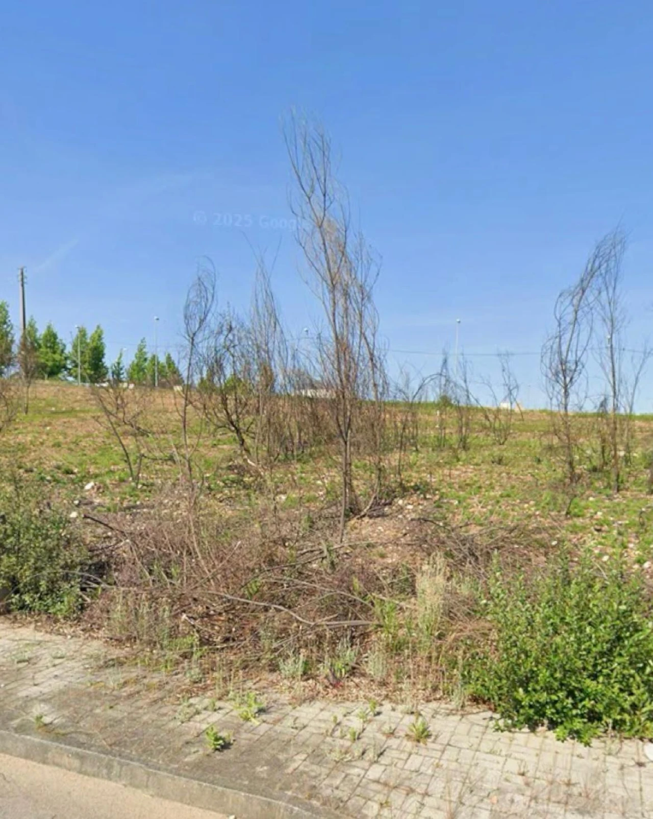 Terreno para Venda em Águeda e Borralha Foto 3