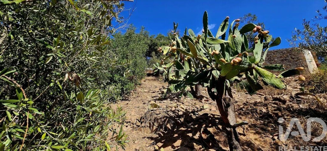 Terreno para Venda em Monchique Foto 22
