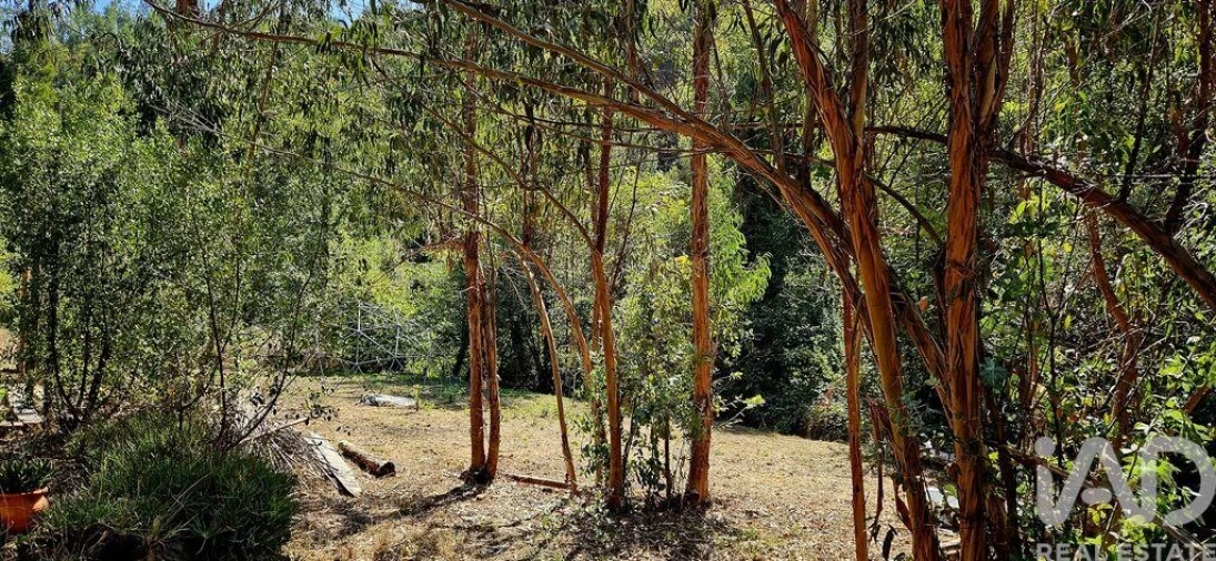 Terreno para Venda em Monchique Foto 23