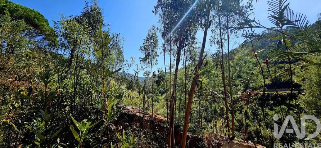Terreno para Venda em Monchique Foto 16