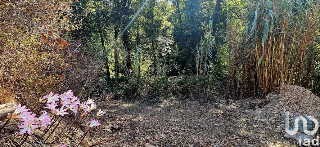 Terreno para Venda em Monchique Foto 9