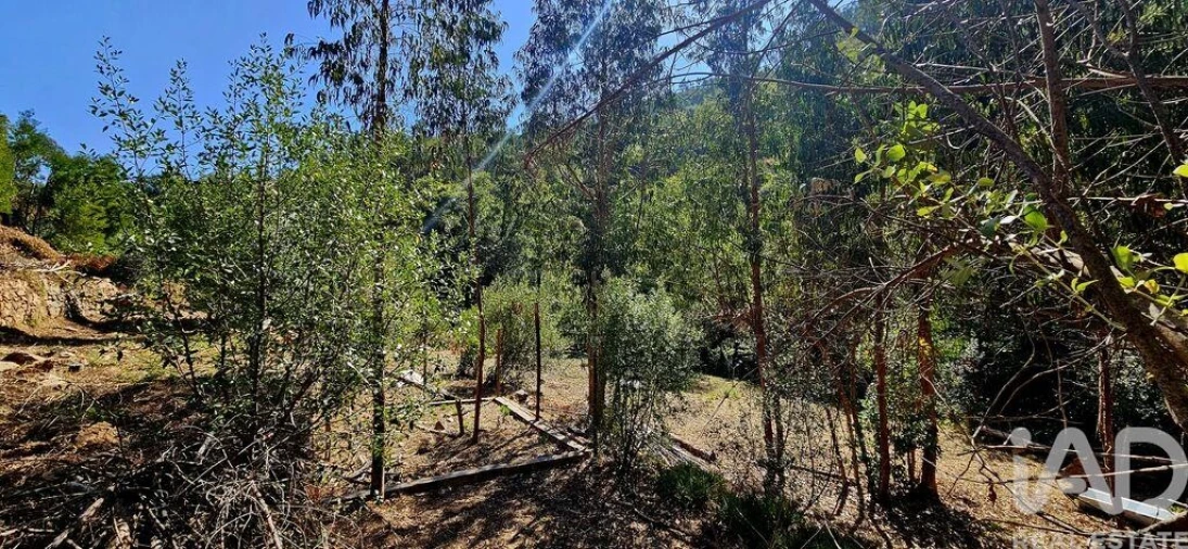 Terreno para Venda em Monchique Foto 20