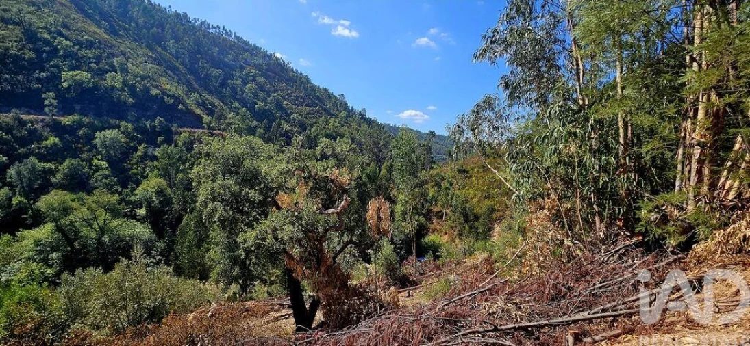 Terreno para Venda em Monchique Foto 18