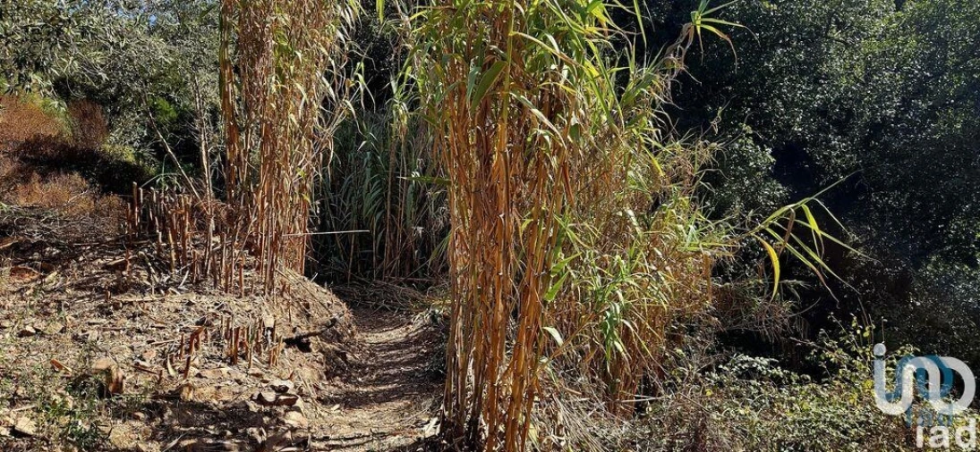 Terreno para Venda em Monchique Foto 8