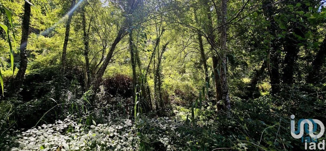 Terreno para Venda em Monchique Foto 5