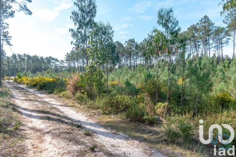 Terreno para Venda em Marinha Grande Foto 4