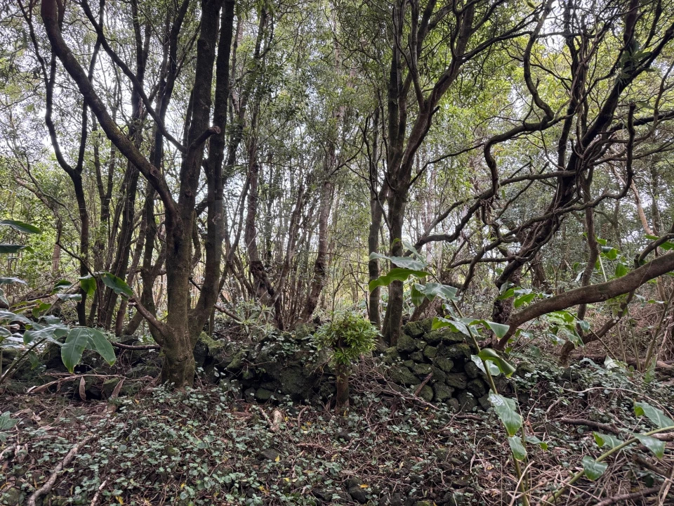 Terreno para Venda em Madalena Foto 7