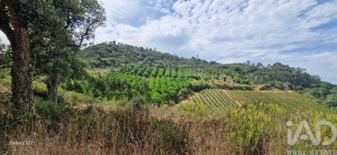 Terreno para Venda em Azueira e Sobral da Abelheira Foto 3