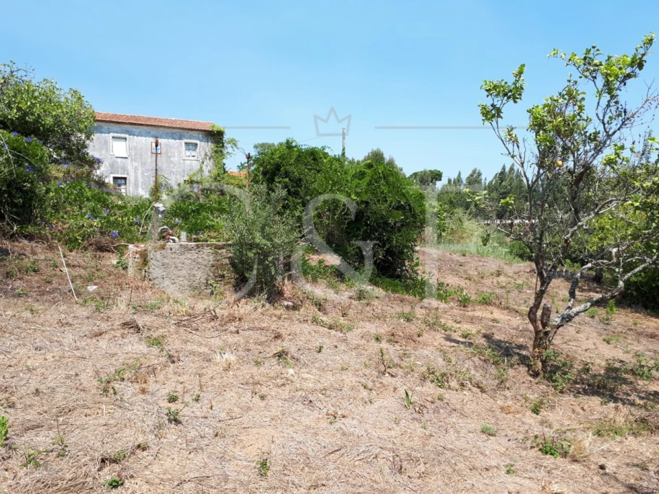 Terreno para Venda em Santa Maria e São Miguel, São Martinho, São Pedro Penaferrim Foto 5