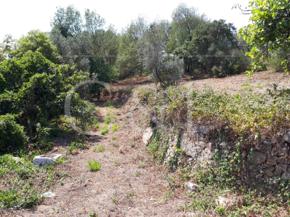 Terreno para Venda em Santa Maria e São Miguel, São Martinho, São Pedro Penaferrim Foto 13