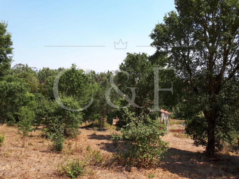 Terreno para Venda em Santa Maria e São Miguel, São Martinho, São Pedro Penaferrim Foto 14
