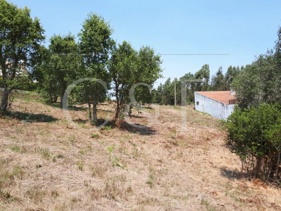 Terreno para Venda em Santa Maria e São Miguel, São Martinho, São Pedro Penaferrim Foto 10