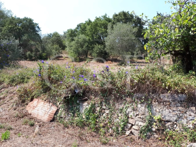 Terreno para Venda em Santa Maria e São Miguel, São Martinho, São Pedro Penaferrim Foto 12