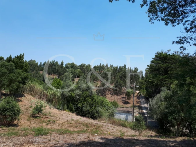 Terreno para Venda em Santa Maria e São Miguel, São Martinho, São Pedro Penaferrim Foto 11