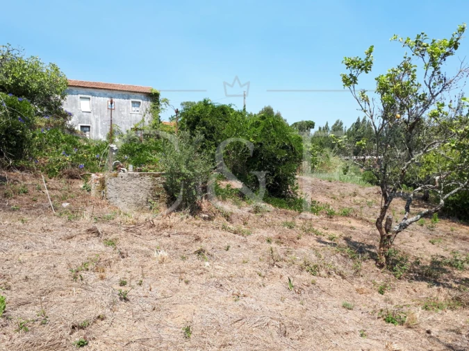 Terreno para Venda em Santa Maria e São Miguel, São Martinho, São Pedro Penaferrim Foto 5