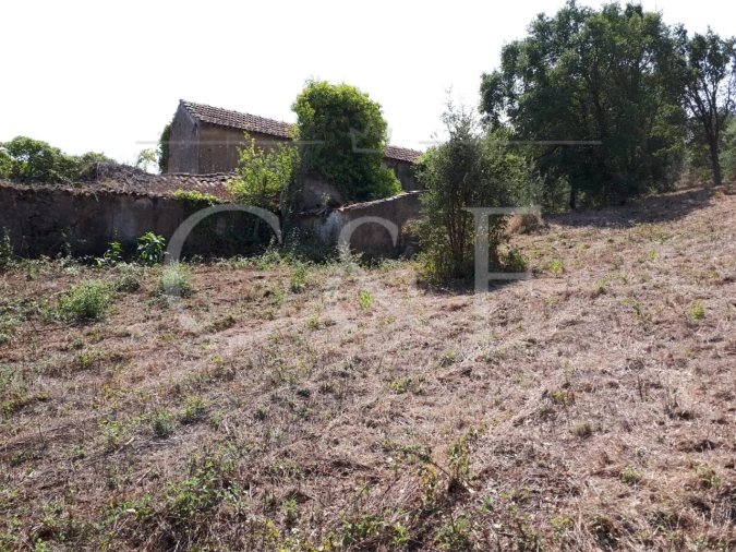 Terreno para Venda em Santa Maria e São Miguel, São Martinho, São Pedro Penaferrim Foto 8