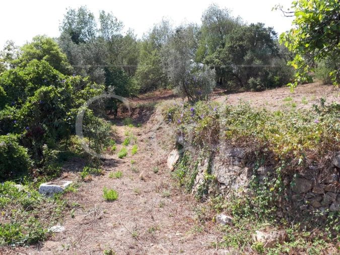 Terreno para Venda em Santa Maria e São Miguel, São Martinho, São Pedro Penaferrim Foto 13