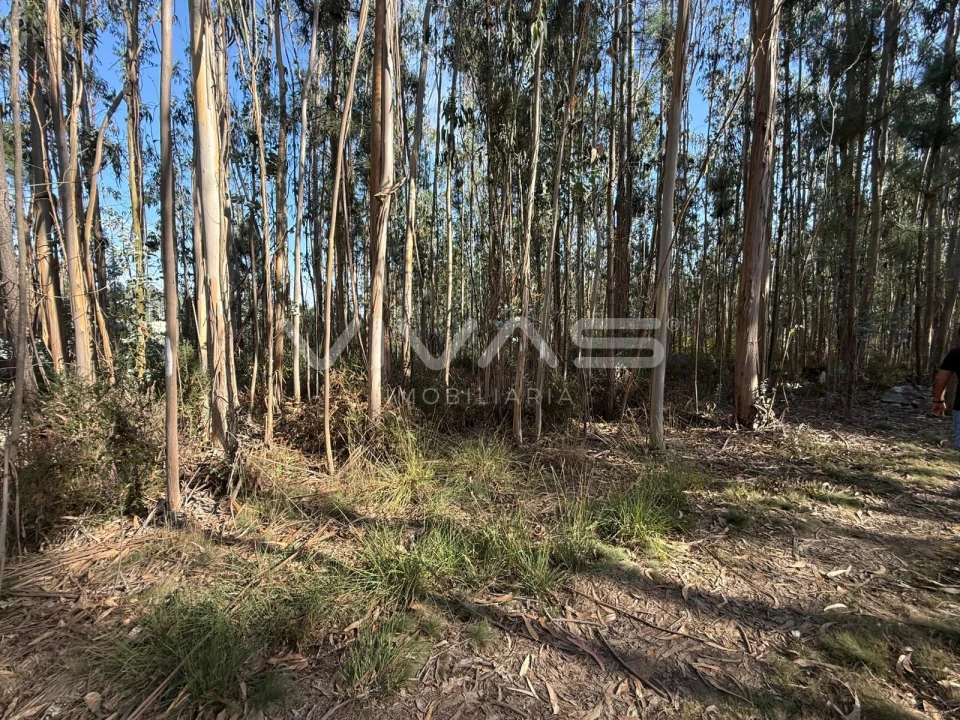 Terreno Agricola ou Rústico para Venda em Associação de Freguesias do Vale do Neiva Foto 5
