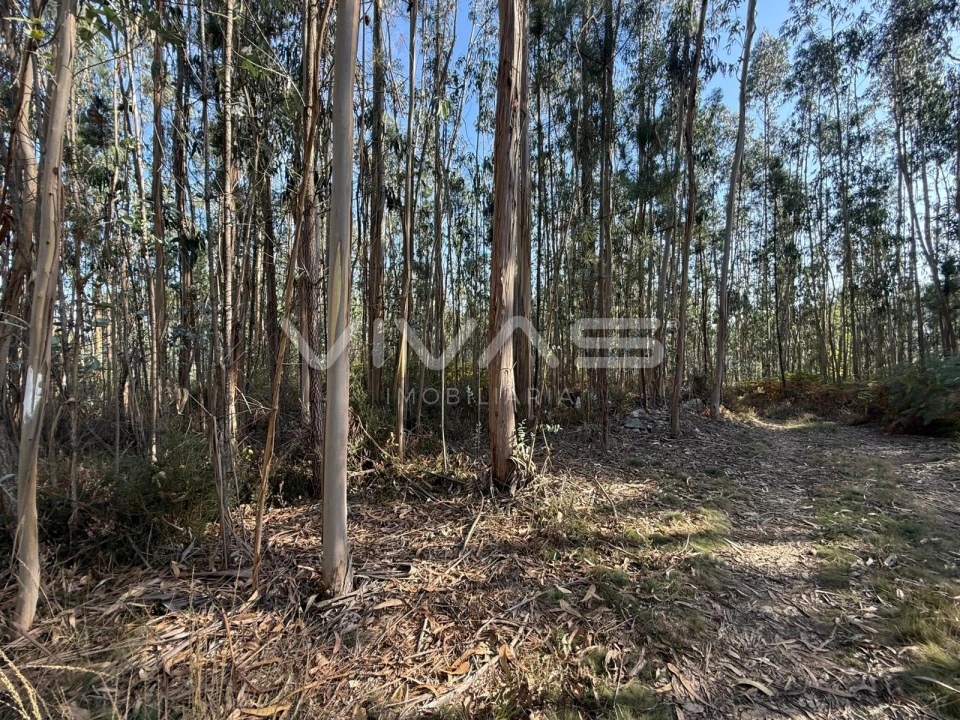 Terreno Agricola ou Rústico para Venda em Associação de Freguesias do Vale do Neiva Foto 7