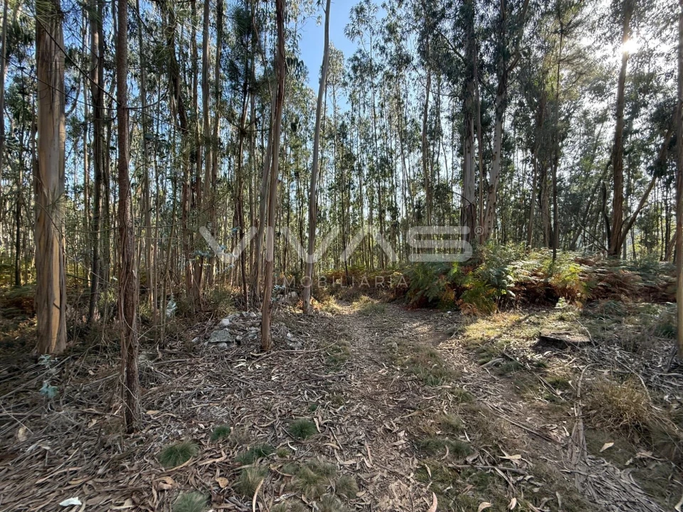 Terreno Agricola ou Rústico para Venda em Associação de Freguesias do Vale do Neiva Foto 6