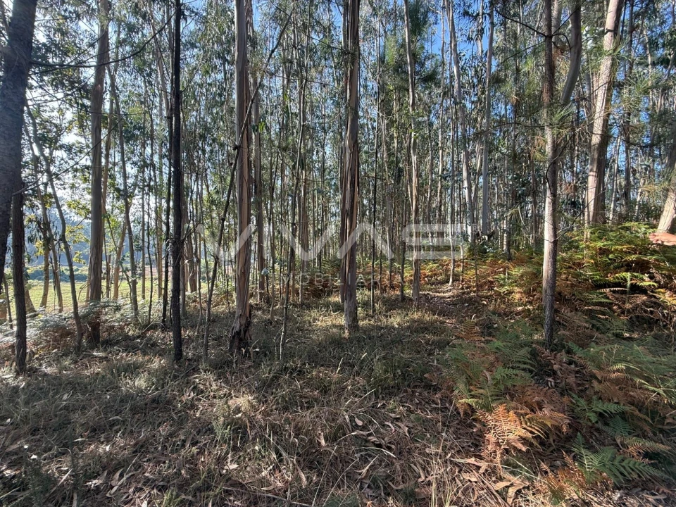 Terreno Agricola ou Rústico para Venda em Associação de Freguesias do Vale do Neiva Foto 10