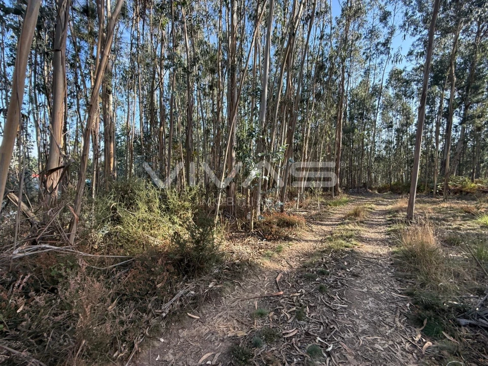 Terreno Agricola ou Rústico para Venda em Associação de Freguesias do Vale do Neiva Foto 4