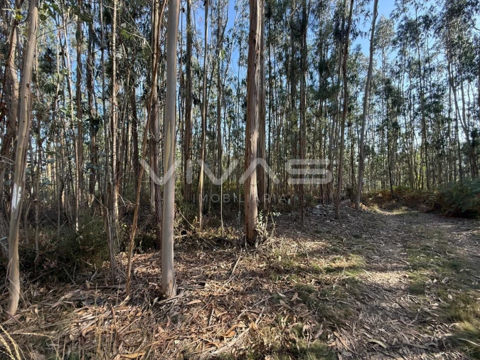 Terreno Agricola ou Rústico para Venda em Associação de Freguesias do Vale do Neiva Foto 7