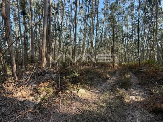 Terreno Agricola ou Rústico para Venda em Associação de Freguesias do Vale do Neiva Foto 11