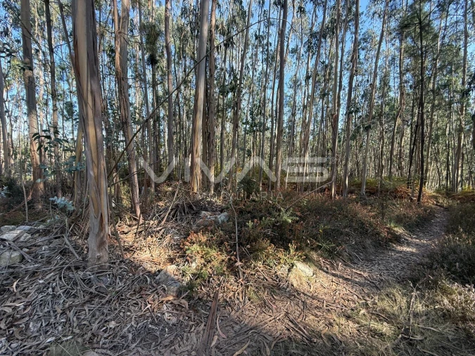 Terreno Agricola ou Rústico para Venda em Associação de Freguesias do Vale do Neiva Foto 9