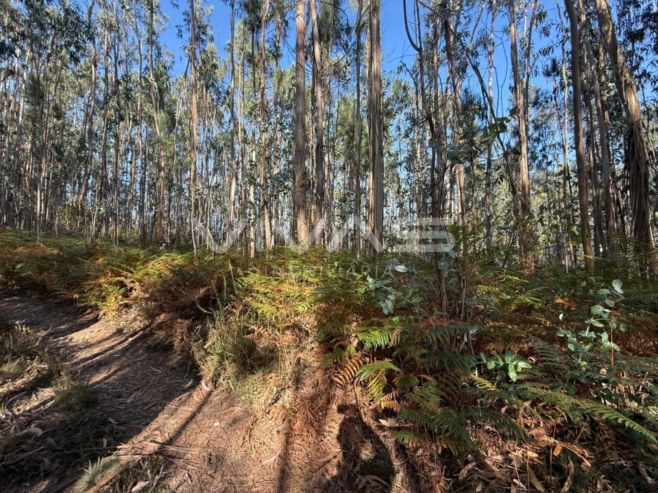 Terreno Agricola ou Rústico para Venda em Associação de Freguesias do Vale do Neiva Foto 12