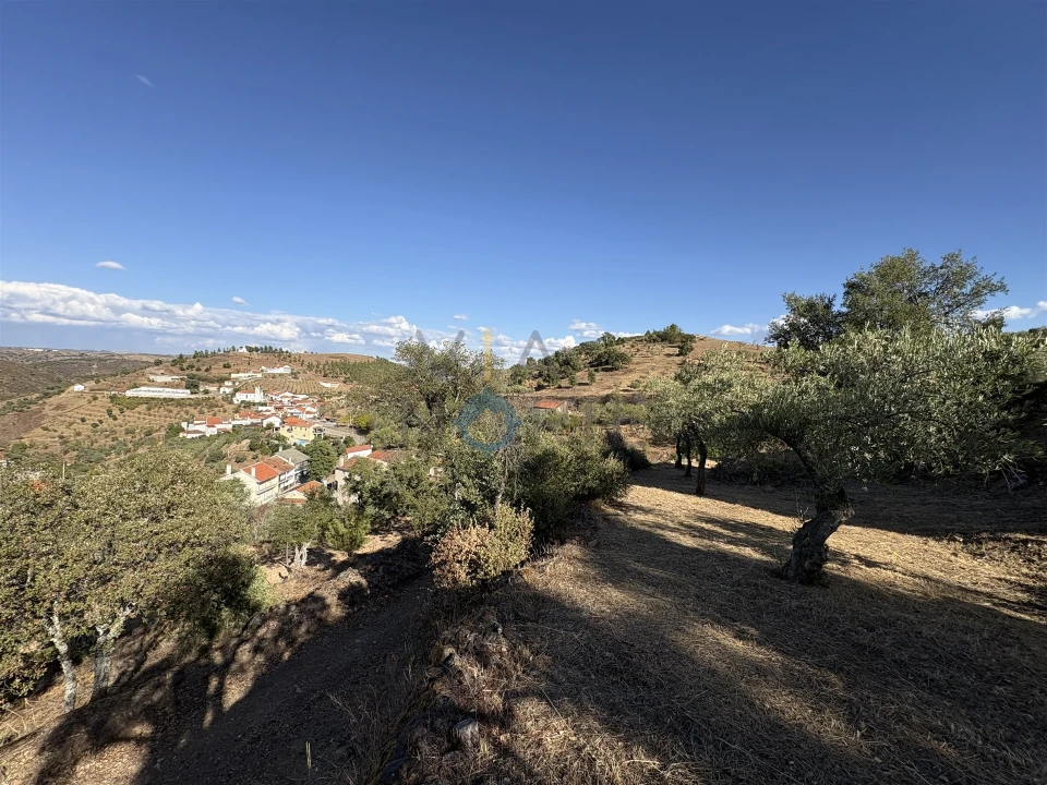 Terreno Agricola ou Rústico para Venda em Ferradosa e Sendim da Serra Foto 10