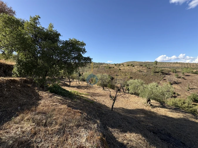 Terreno Agricola ou Rústico para Venda em Ferradosa e Sendim da Serra Foto 8