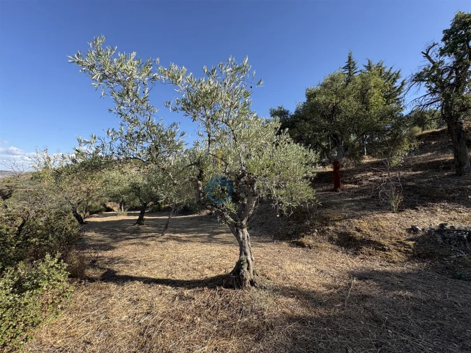 Terreno Agricola ou Rústico para Venda em Ferradosa e Sendim da Serra Foto 9