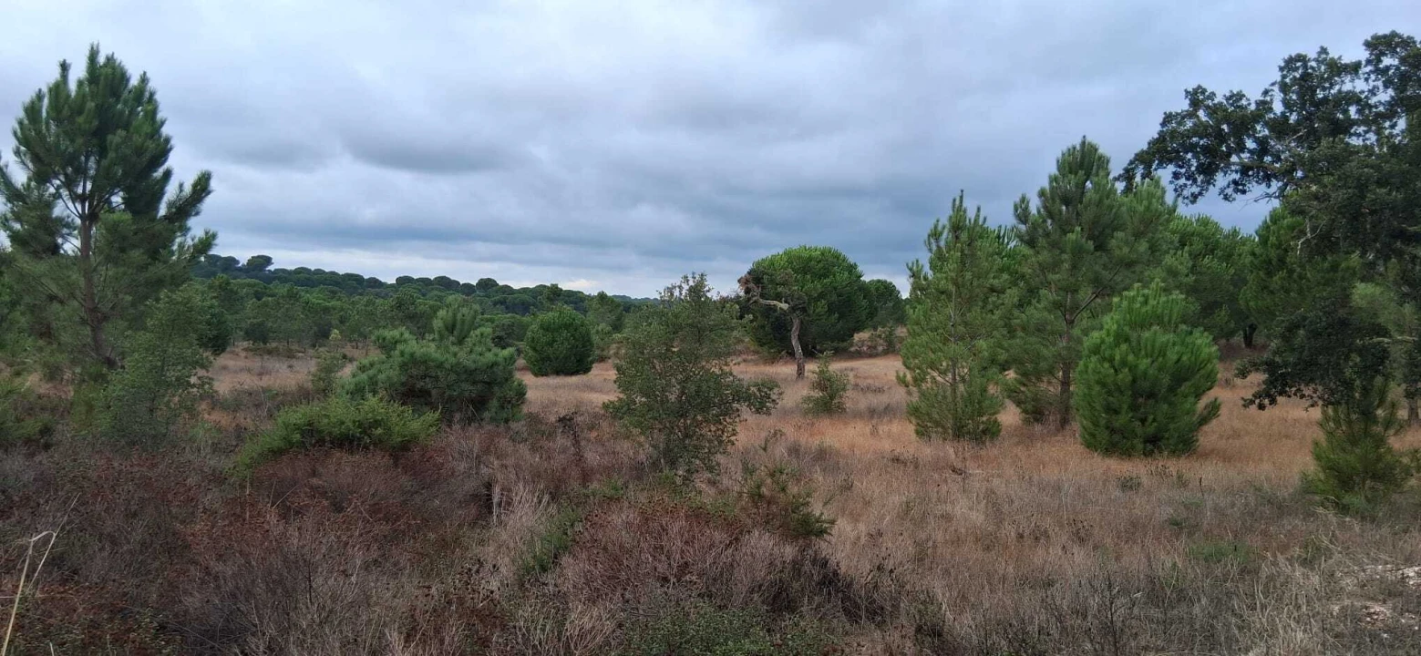 Terreno para Venda em Santana do Mato Foto 12