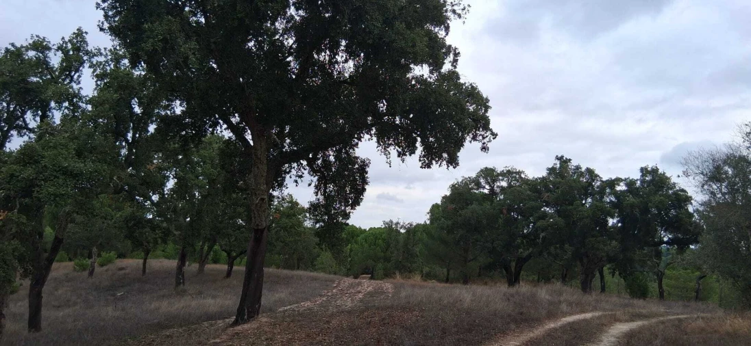 Terreno para Venda em Santana do Mato Foto 11