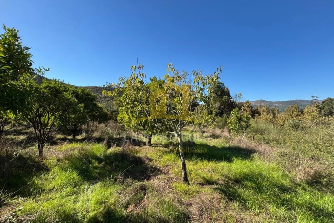Terreno Agricola ou Rústico para Venda em Verim, Friande e Ajude Foto 4