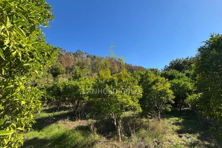 Terreno Agricola ou Rústico para Venda em Verim, Friande e Ajude Foto 3