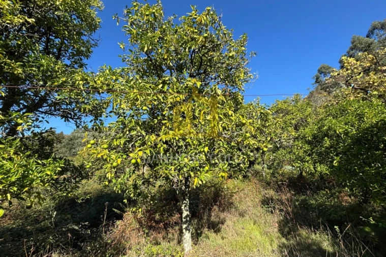 Terreno Agricola ou Rústico para Venda em Verim, Friande e Ajude Foto 10