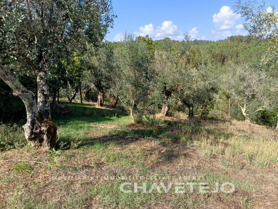 Moradia T2 para Venda em Cernache do Bonjardim, Nesperal e Palhais Foto 33