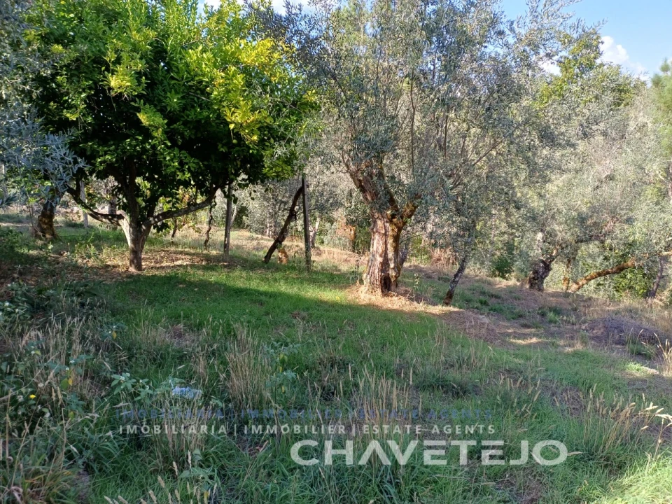 Moradia T2 para Venda em Cernache do Bonjardim, Nesperal e Palhais Foto 36