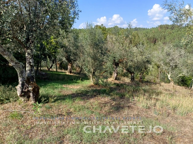 Moradia T2 para Venda em Cernache do Bonjardim, Nesperal e Palhais Foto 33