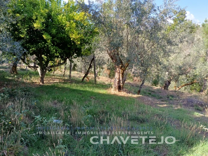 Moradia T2 para Venda em Cernache do Bonjardim, Nesperal e Palhais Foto 36