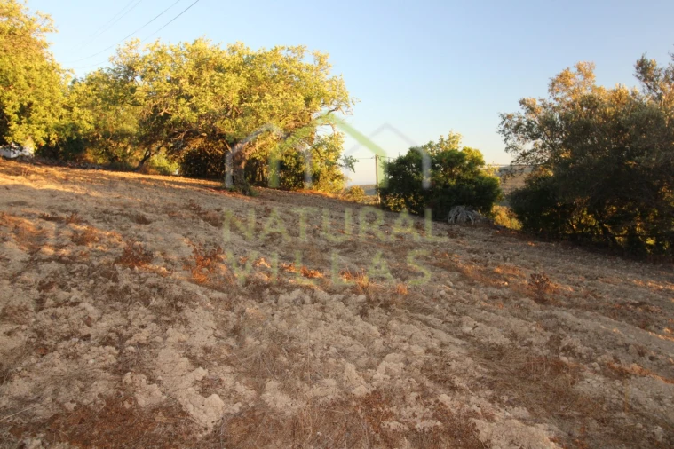 Terreno Agricola ou Rústico para Venda em São Brás de Alportel Foto 4