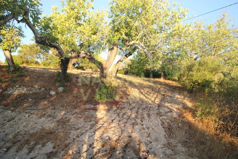 Terreno Agricola ou Rústico para Venda em São Brás de Alportel Foto 6