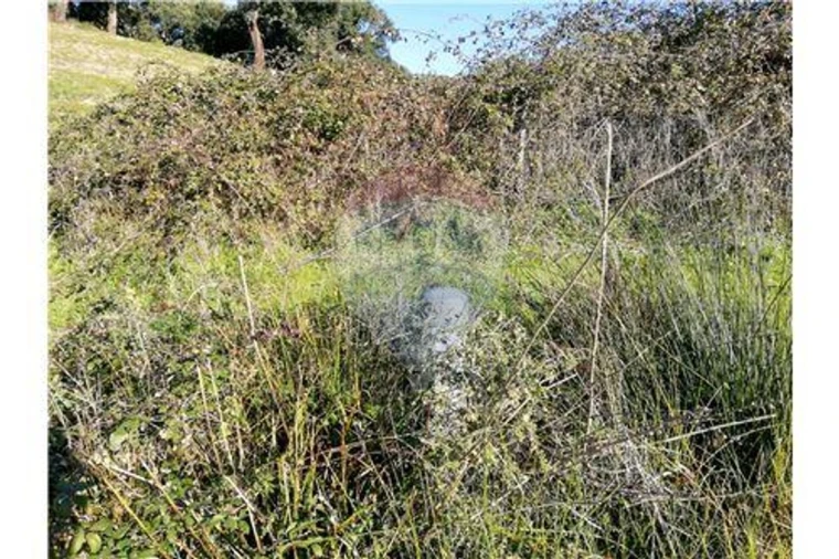 Terreno para Venda em Ulme Foto 5
