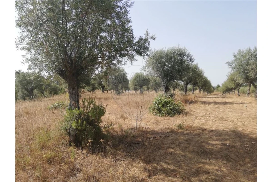 Terreno para Venda em Brogueira, Parceiros de Igreja e Alcorochel Foto 17
