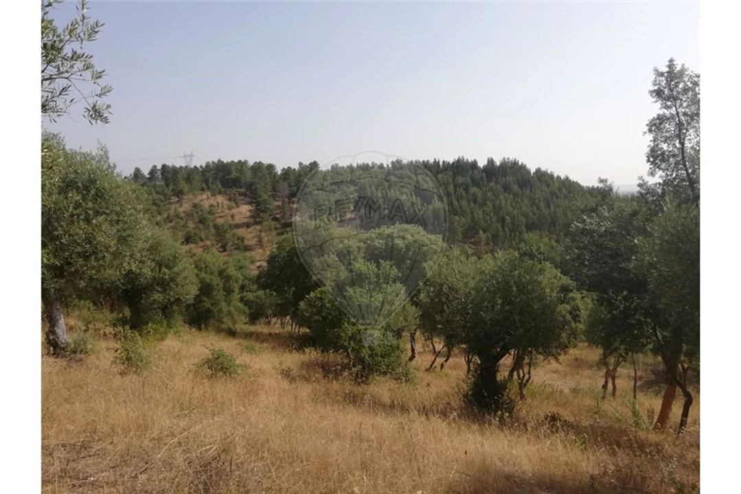 Terreno para Venda em Brogueira, Parceiros de Igreja e Alcorochel Foto 1