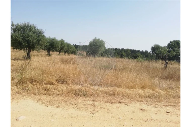 Terreno para Venda em Brogueira, Parceiros de Igreja e Alcorochel Foto 23