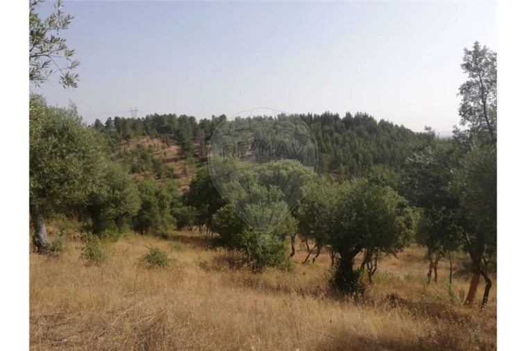 Terreno para Venda em Brogueira, Parceiros de Igreja e Alcorochel